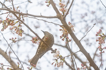 桜、初春
