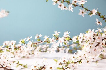 Spring background with beautiful white flowering branches. Nature Pastel blue background, bloom delicate flowers. Springtime