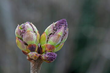 Close up photo of lilac bud