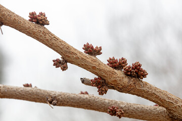 Bauhinia bud in botanical garden, macro photo