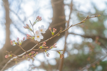 桜、初春
