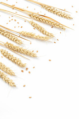 Ripe wheat ears and wheat grain isolated on white background
