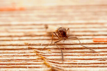 Chironomid inhabits in the wild, North China