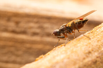 Flies on wood, North China