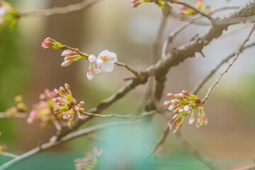 桜、初春
