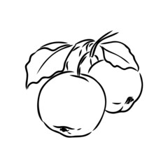 Apple fruit vector illustration. Engraved organic food hand drawn sketch engraving illustration. Black white apple isolated on white background.