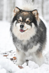 Portrait of a Finnish Lapphund dog outdoors