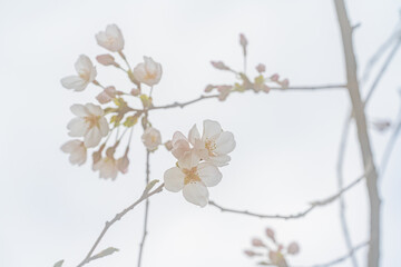 桜、初春
