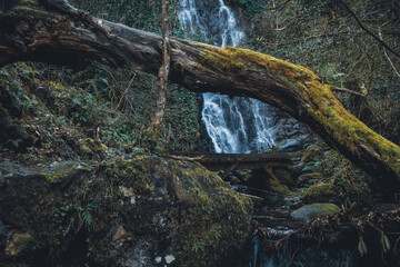 Beautiful, atmospheric, rich mountain, forest landscape with a waterfall, a fallen tree, moss, green plants. Concept of travel, tourism. Beautiful natural nature background. Cinematic style
