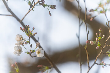 桜、初春
