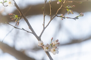 桜、初春
