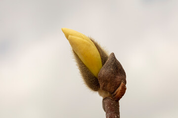 Magnolia buds are in the park, North China