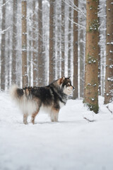 Portrait of a Finnish Lapphund dog outdoors
