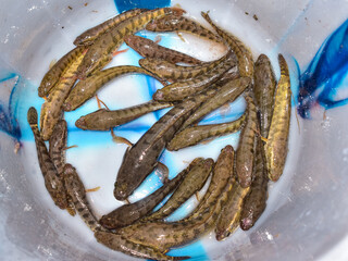 Channa striata, the striped snakehead, is a species of snakehead fish. It is also known as the common snakehead or snakehead murrel.