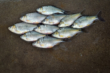 Fish shape made on small size rural carps. Fishing time.