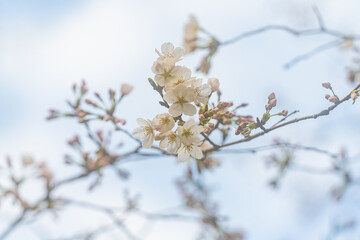 桜、初春
