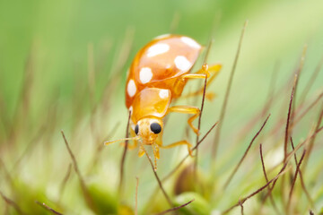 Ladybugs on wild plants, North China