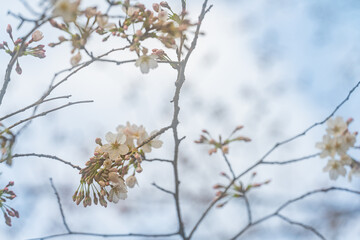 桜、初春
