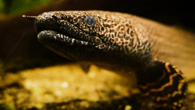 Ornate bichir (Polypterus ornatipinnis), close-up