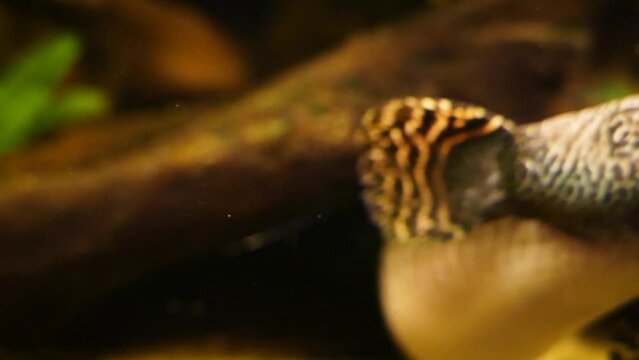 Ornate bichir (Polypterus ornatipinnis), close-up