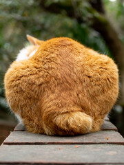 Cat from behind