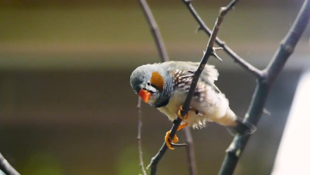 Australian zebra finch (Taeniopygia castanotis)