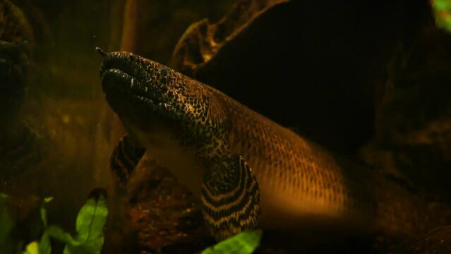 Ornate bichir (Polypterus ornatipinnis)
