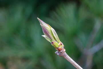 Close up of clove buds