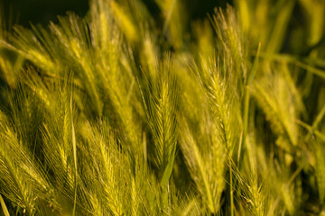 campo di spighe di grano in primavera estate