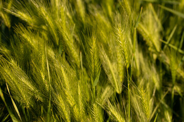 campo di spighe di grano in primavera estate