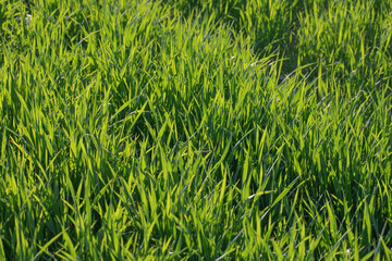 campo con prato verde in primavera