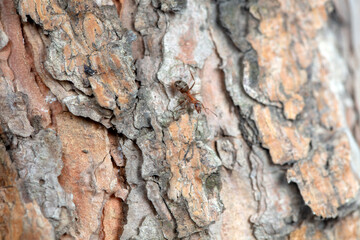 Ants on pine bark, macro photo