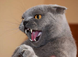 Scottish Fold gray cat with orange eyes roars emotionally like a lion.
