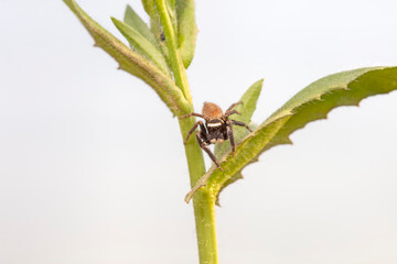 Jumping spider in the wild, North China