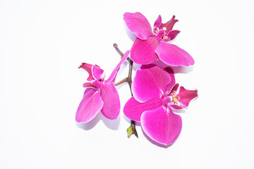 Branch of purple orchid on a white background.
