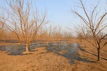Mulberry forest irrigated by biogas slurry, North China