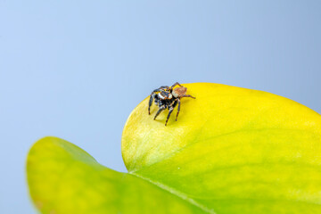 Jumping spider, a arachnid in its natural state