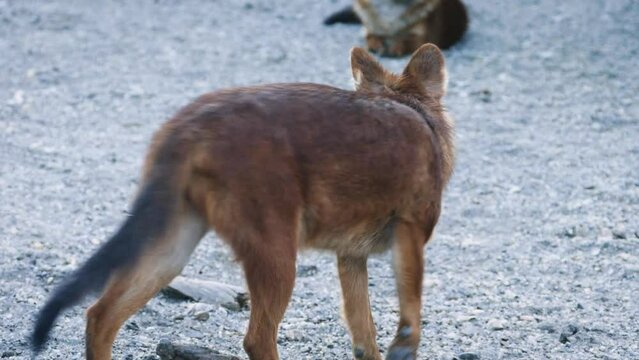 Dhole (Cuon alpinus), wild dogs in a rocky environment