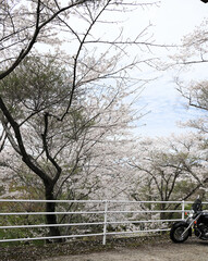 桜の季節のツーリングのイメージ