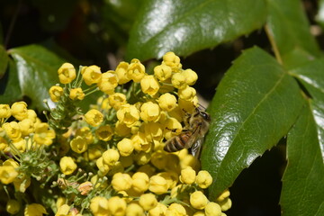 Bee on yellow flower