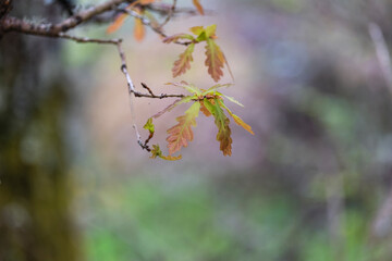 Sessile oak new foliage