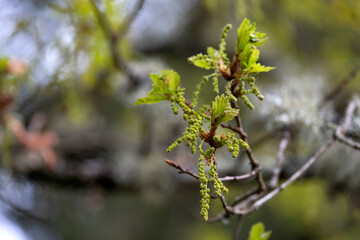 Sessile oak male catkins