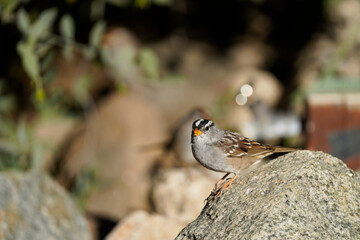 White-crowned Sparrow eating