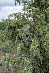 Gemeiner Wacholder (Juniperus communis)