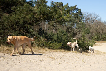 Rennen in de duinen