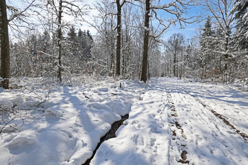 Winter. Frosty morning in the winter forest.