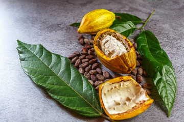 Cocoa Beans and Cocoa Fruits   with raw Cocoa
