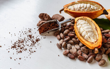 Half cacao pods with cacao fruit and brown cocoa    powder