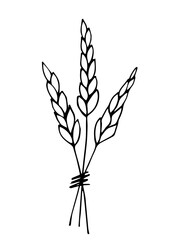 Hand drawn simple vector graphics in black outline. A bunch of ears of wheat, grain plants, spikelets. Cultivation of crops, agricultural harvest. Cereals, flour products, bread, bakery.