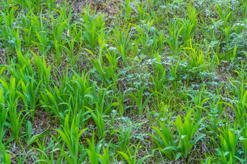 日本の野草、　春